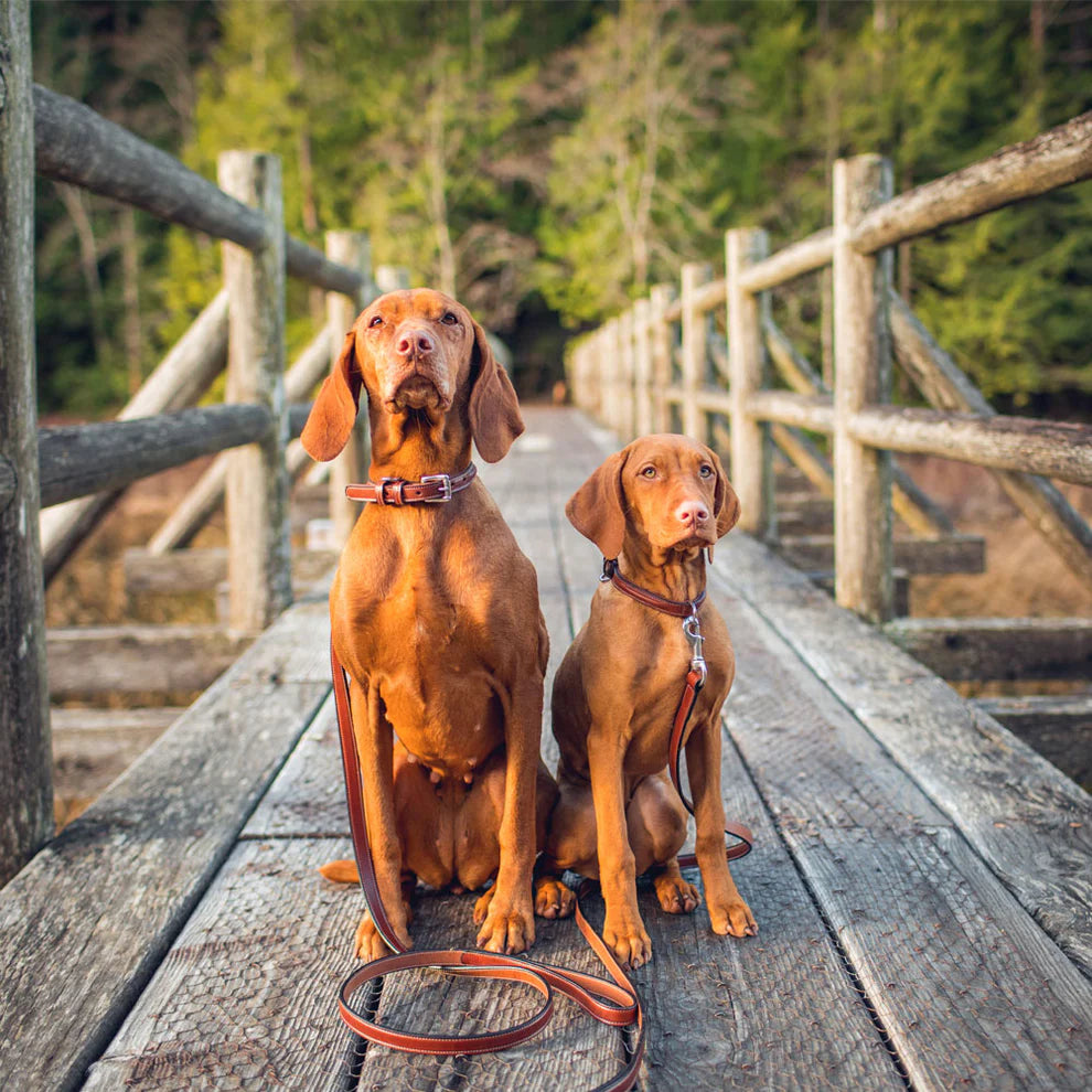 leather leash