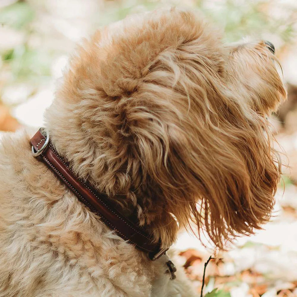 Bentley Deluxe Raised Collar