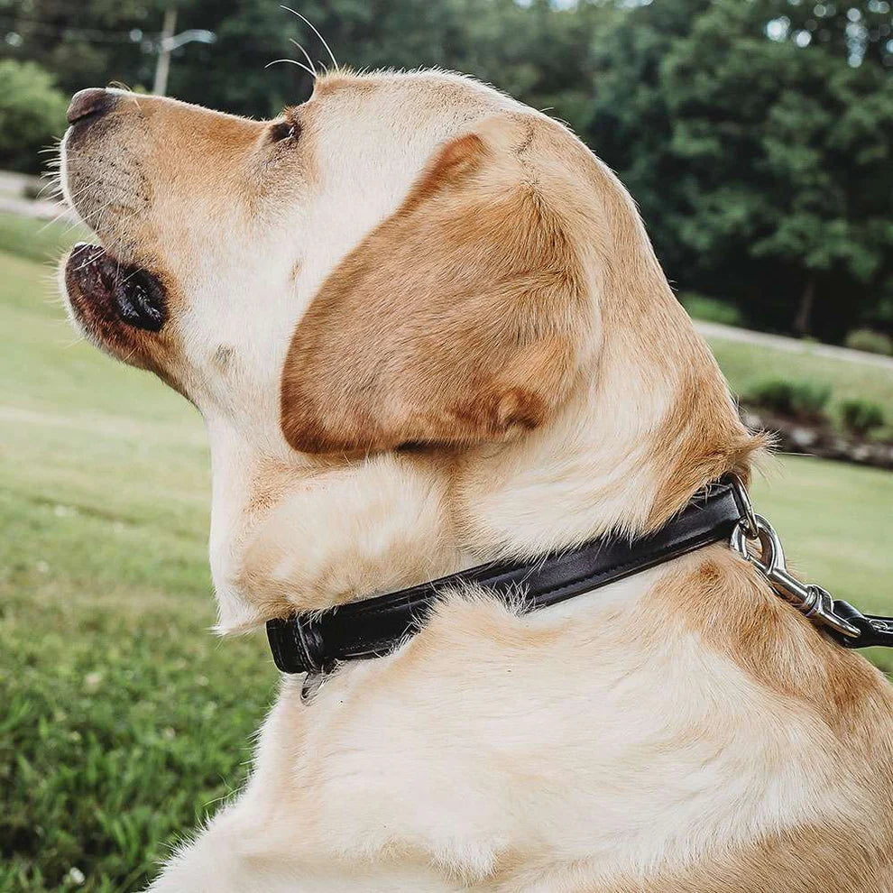 Bentley Deluxe Raised Collar